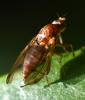Suillia sp.